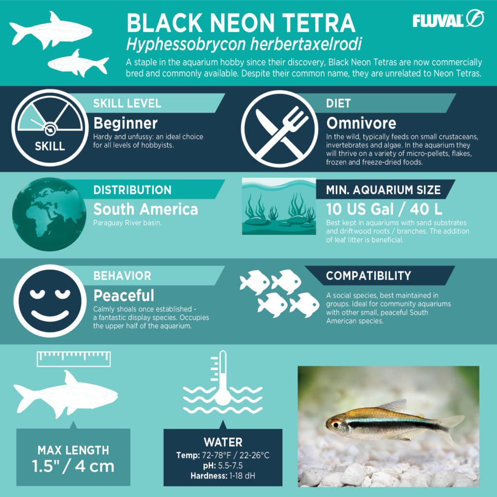 Black Neon Tetra - Fluval Aquatics Canada