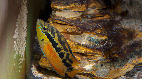 Alimentation à bon prix pour poissons d'aquarium - Sera Vipan