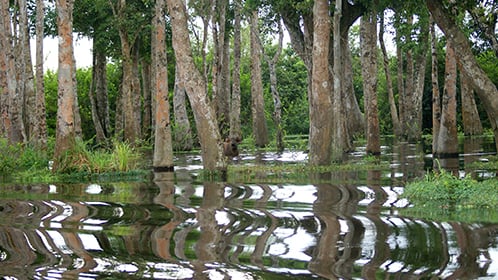 FISH BIOTOPE LOANGO NATIONAL PARK Part Three Fluval