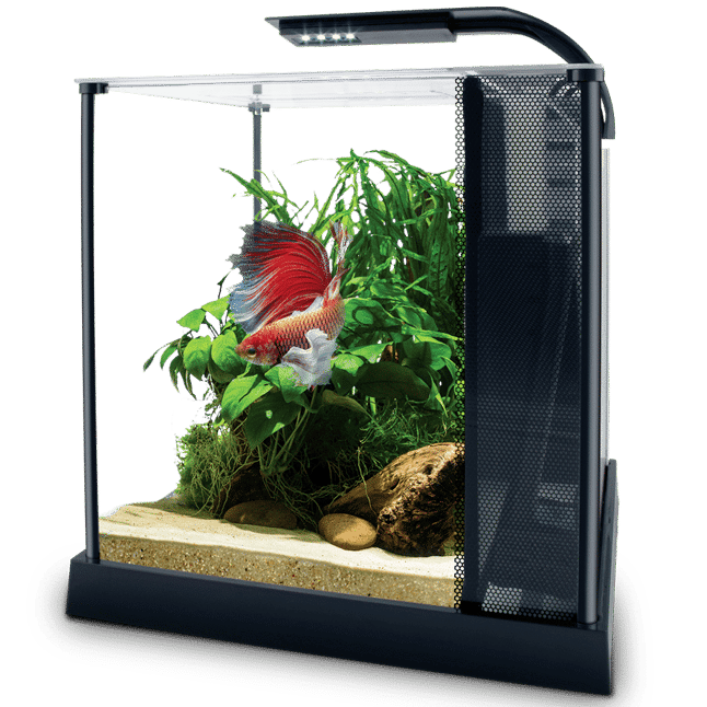 Betta Premium Aquarium Kit - Fluval Aquatics Canada