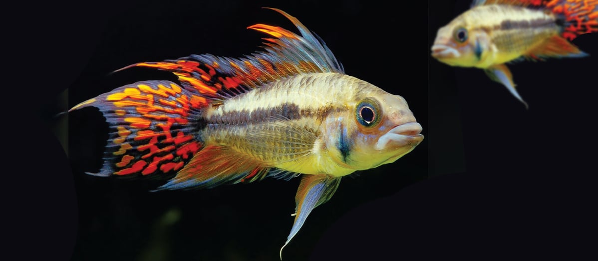 THE BIG WORLD OF SMALL CICHLIDS – SOUTH AMERICAN STYLE - Fluval ...