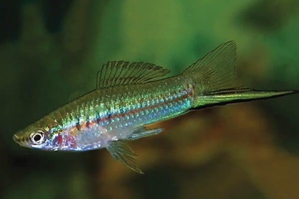 Green swordtail store