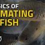 THE BASICS OF ACCLIMATING NEW FISH