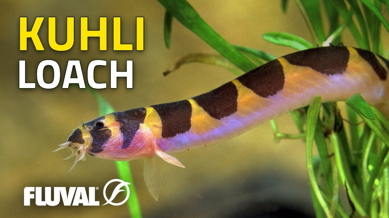 Species Spotlight | Kuhli Loach