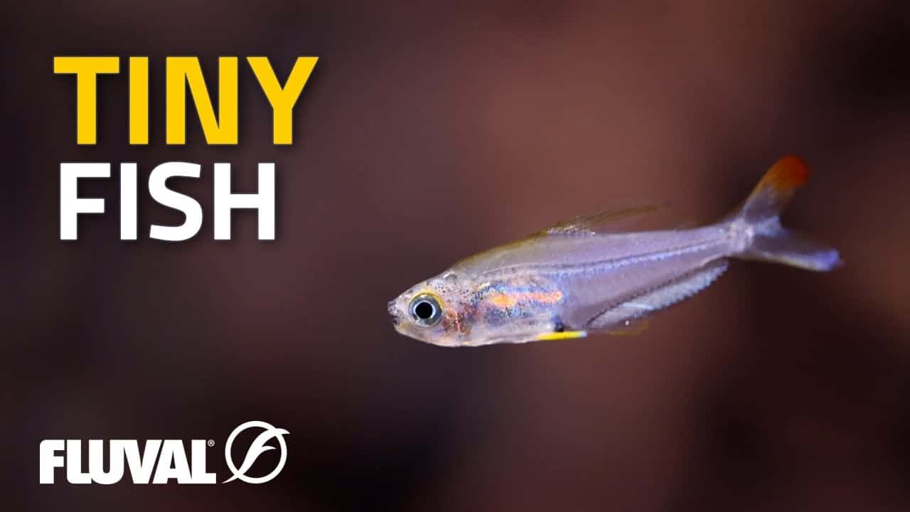 TINY FISH: A Summary of Small Species for Aquariums!