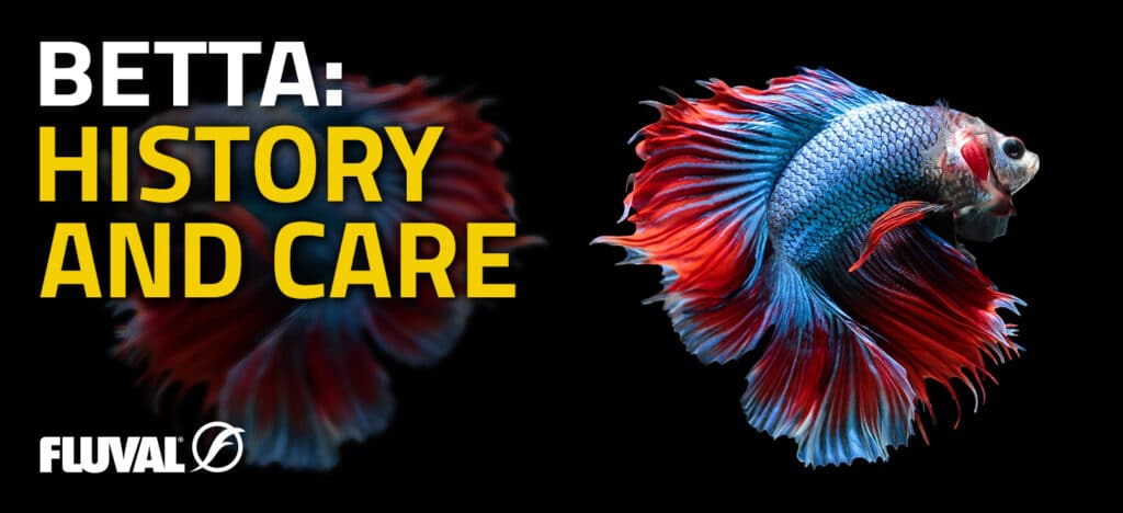 BETTA: HISTORY AND CARE - Fluval USA