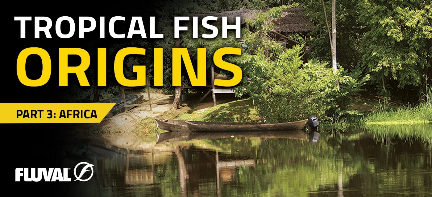 TROPICAL FISH ORIGINS: PART 3 - AFRICA - Fluval USA