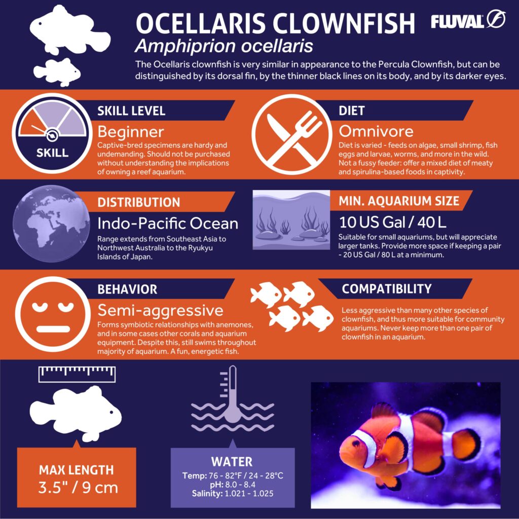 Ocellaris Clownfish PDF 