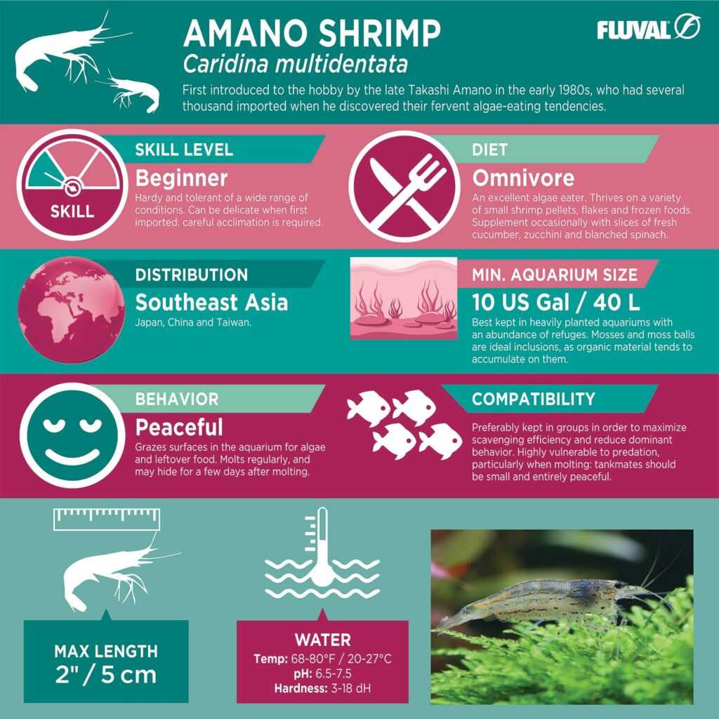 Amano Shrimp PDF 