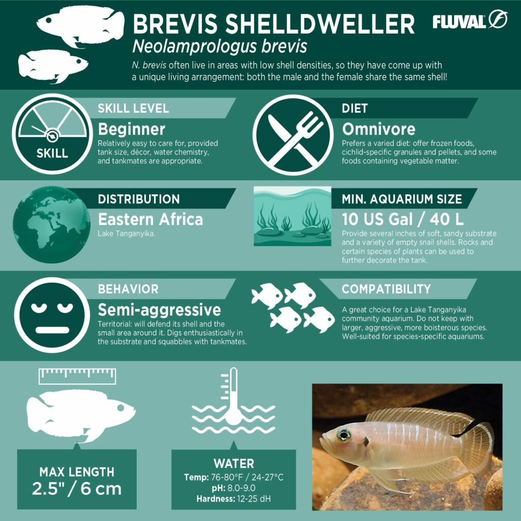 Brevis Shelldweller PDF 