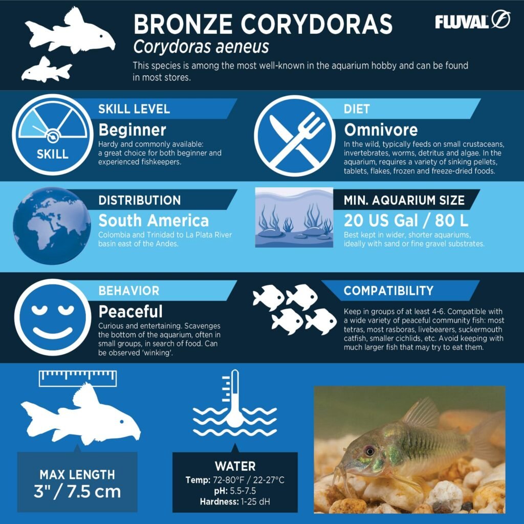Bronze Corydoras PDF 