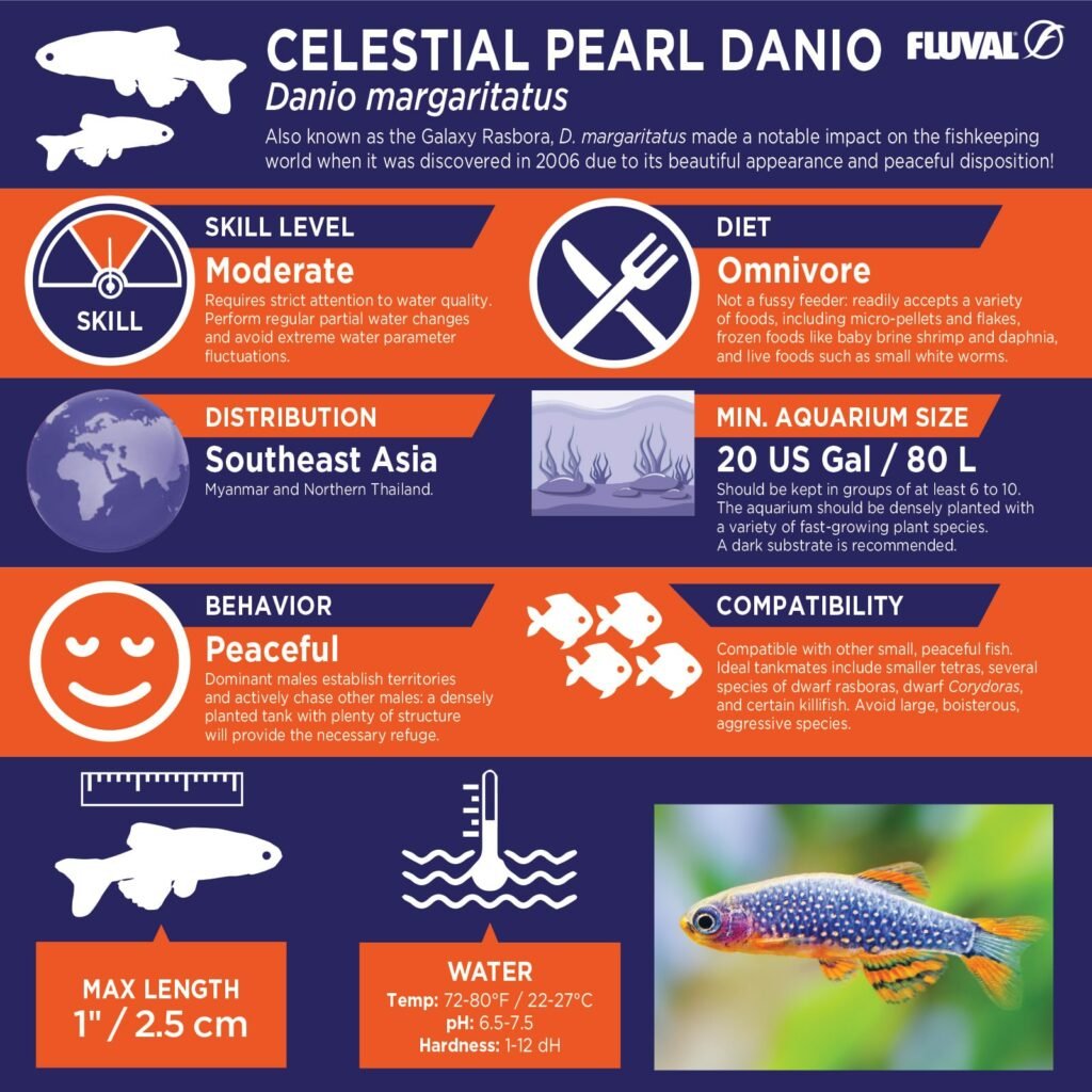 Celestial Pearl Danio PDF 
