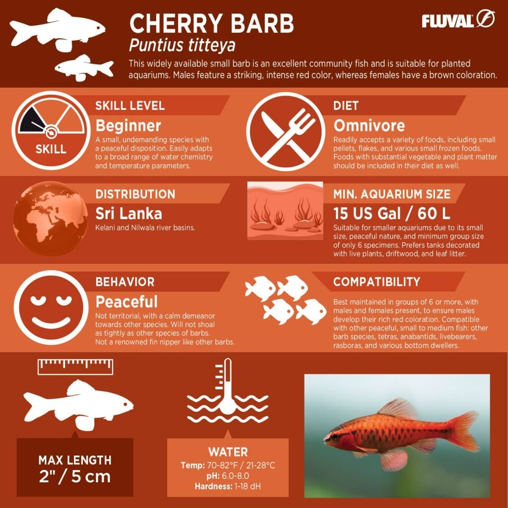 Cherry Barb PDF 