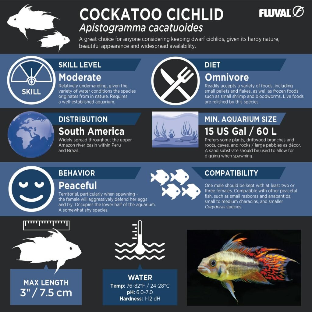 Cockatoo Cichlid PDF 