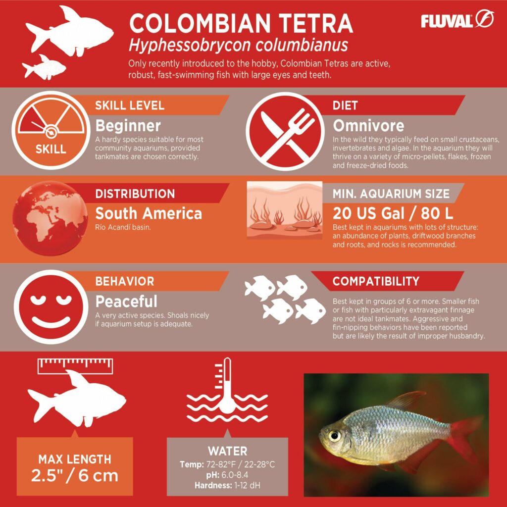 Colombian Tetra PDF 