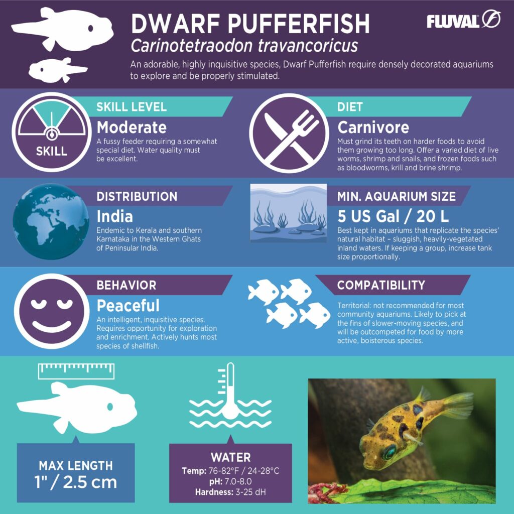 Dwarf Pufferfish PDF 