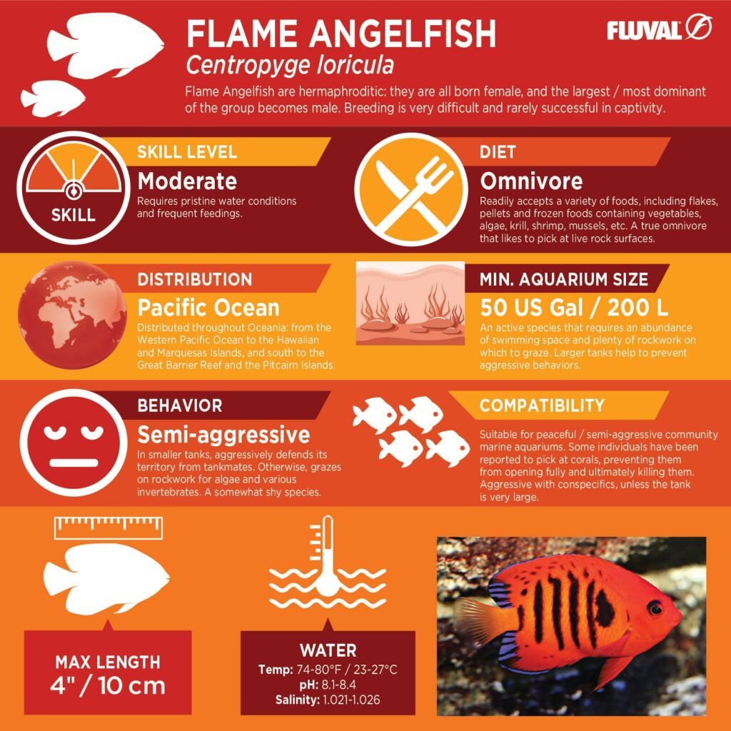 Flame Angelfish PDF 