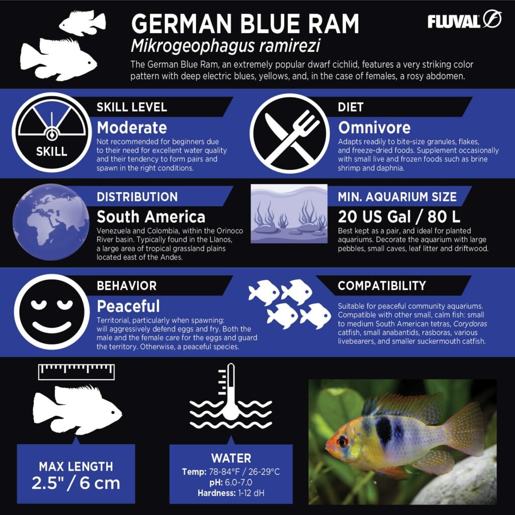 German Blue Ram PDF 