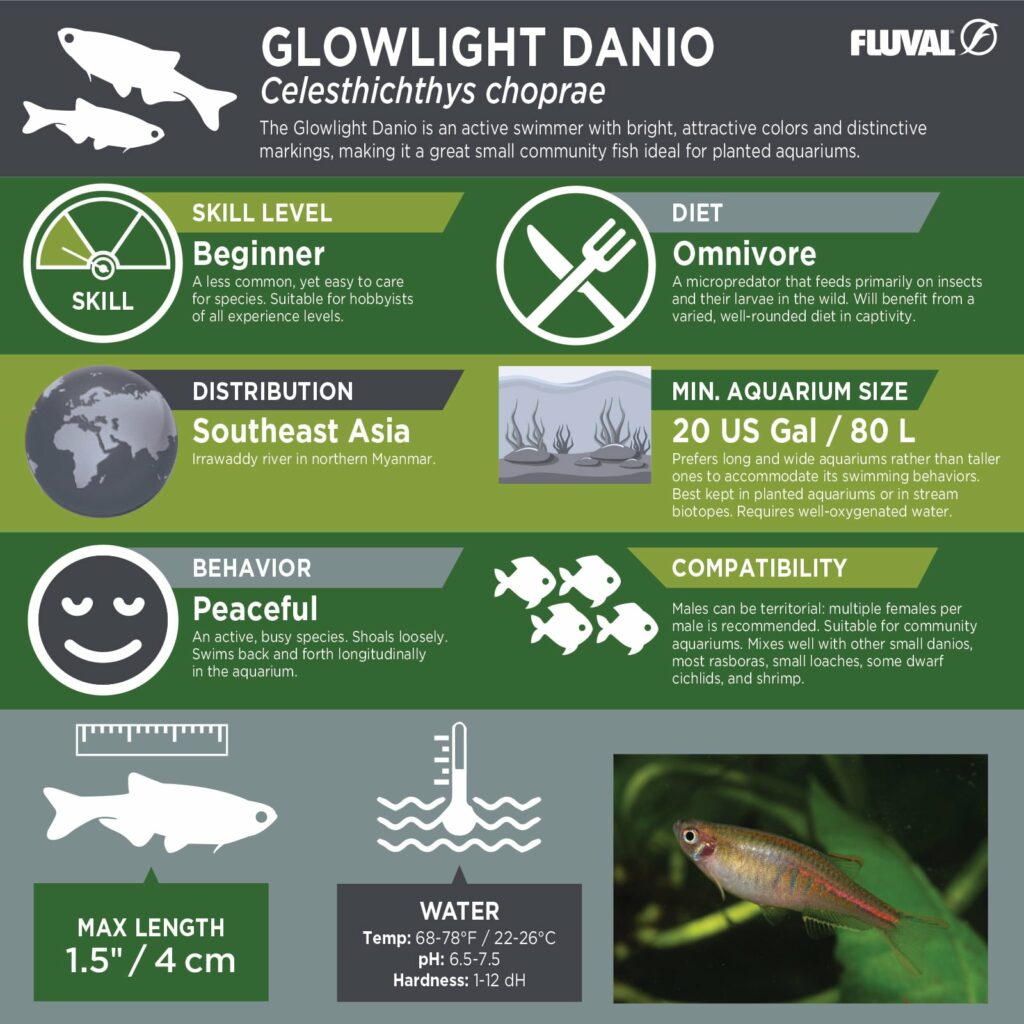 Glowlight Danio PDF 