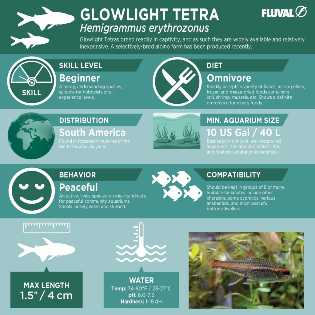 Glowlight Tetra PDF 