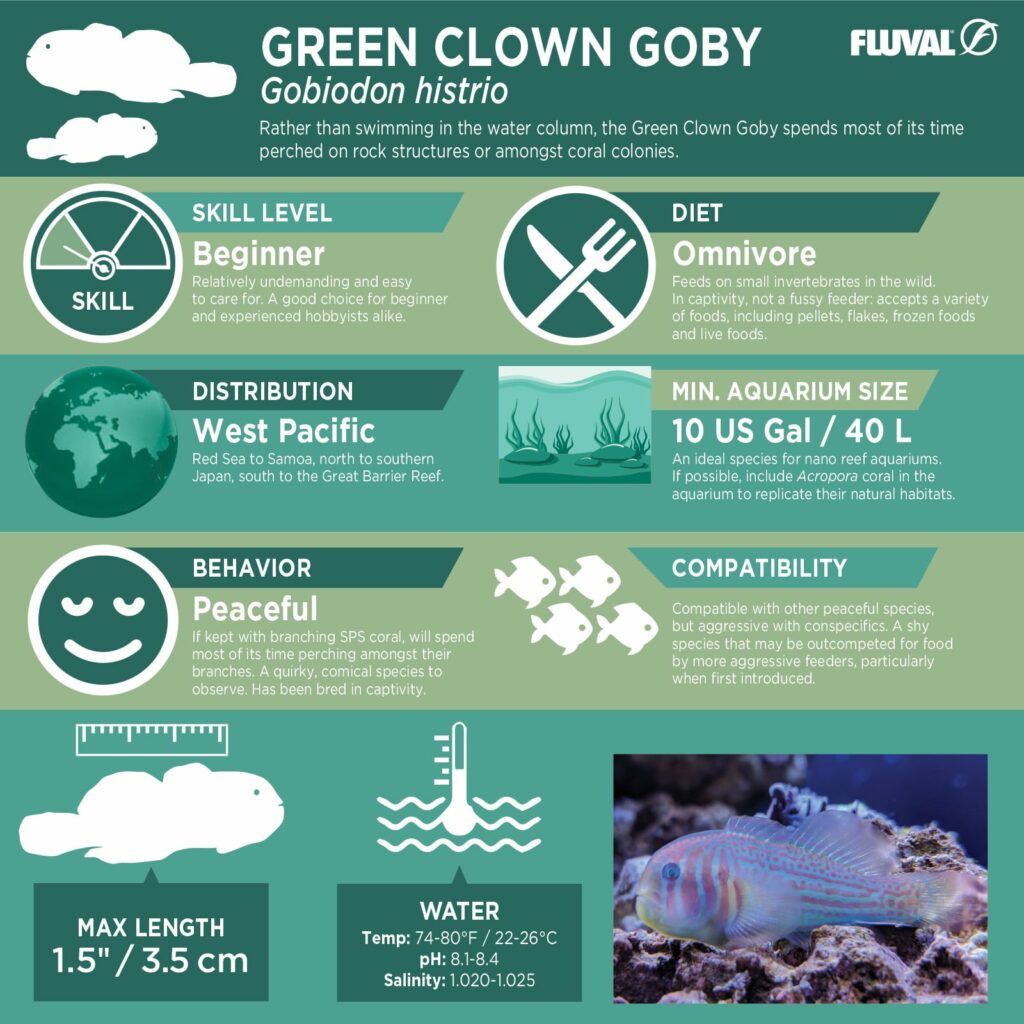 Green Clown Goby PDF 