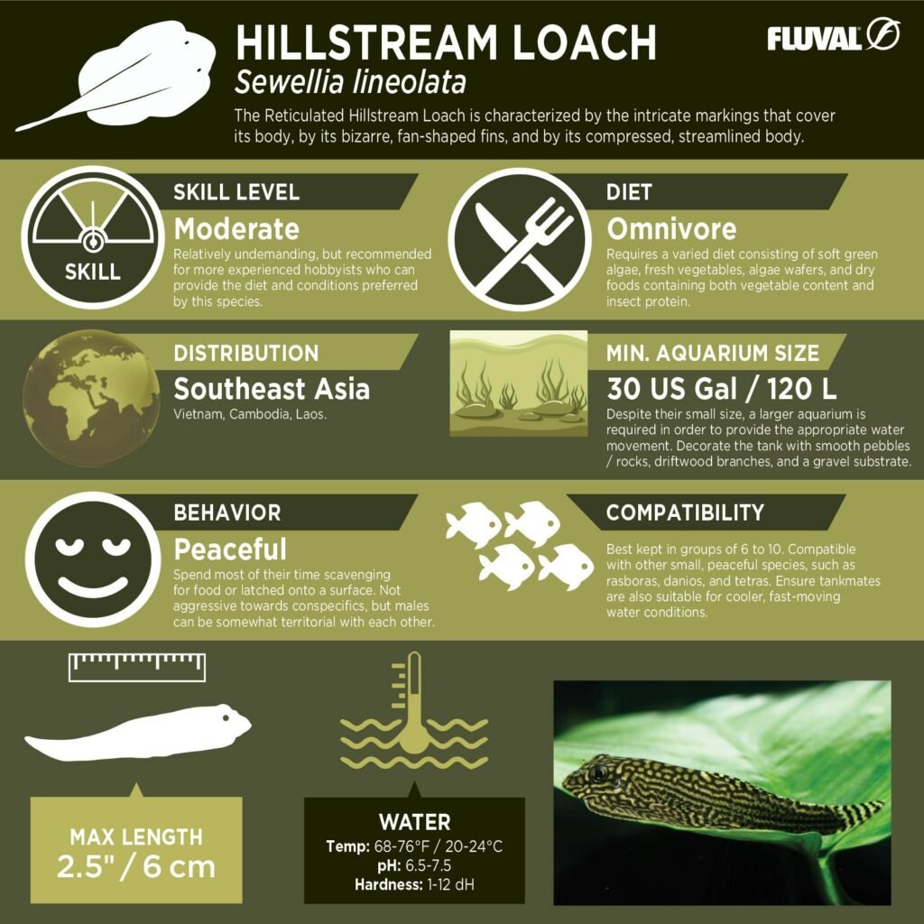 Hillstream Loach PDF 