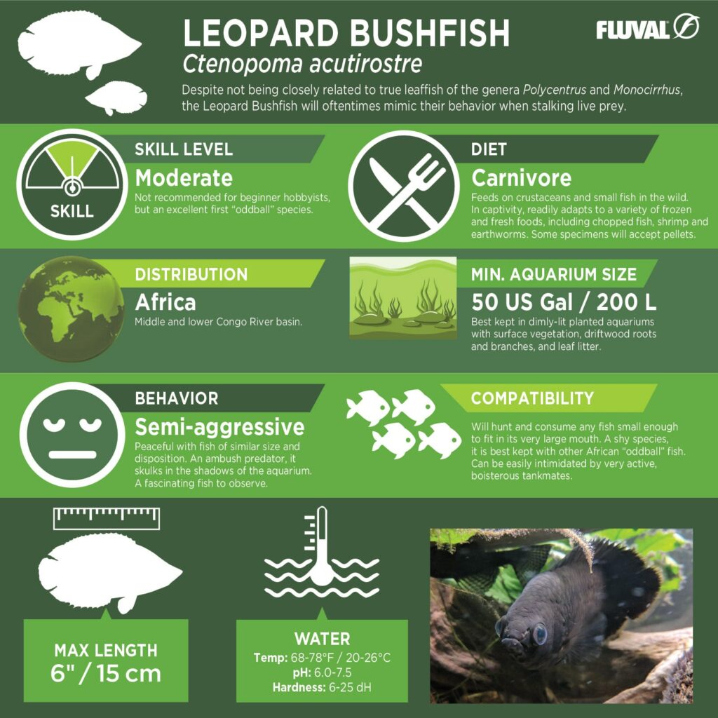 Leopard Bushfish PDF 