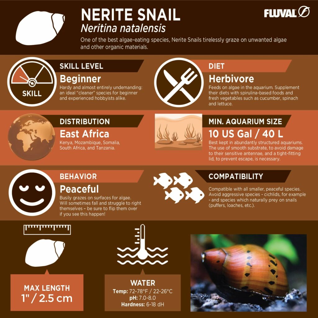Nerite Snail PDF 
