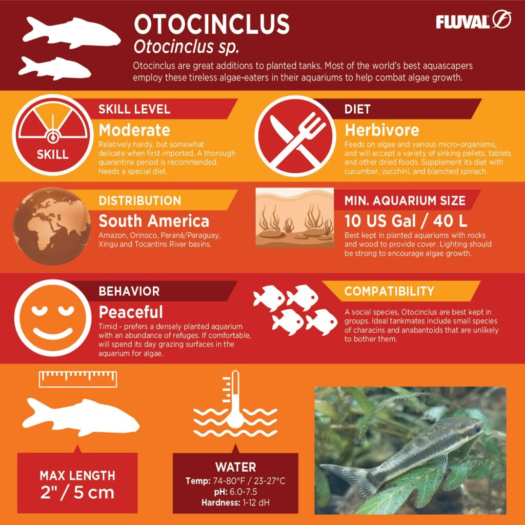 Otocinclus PDF 