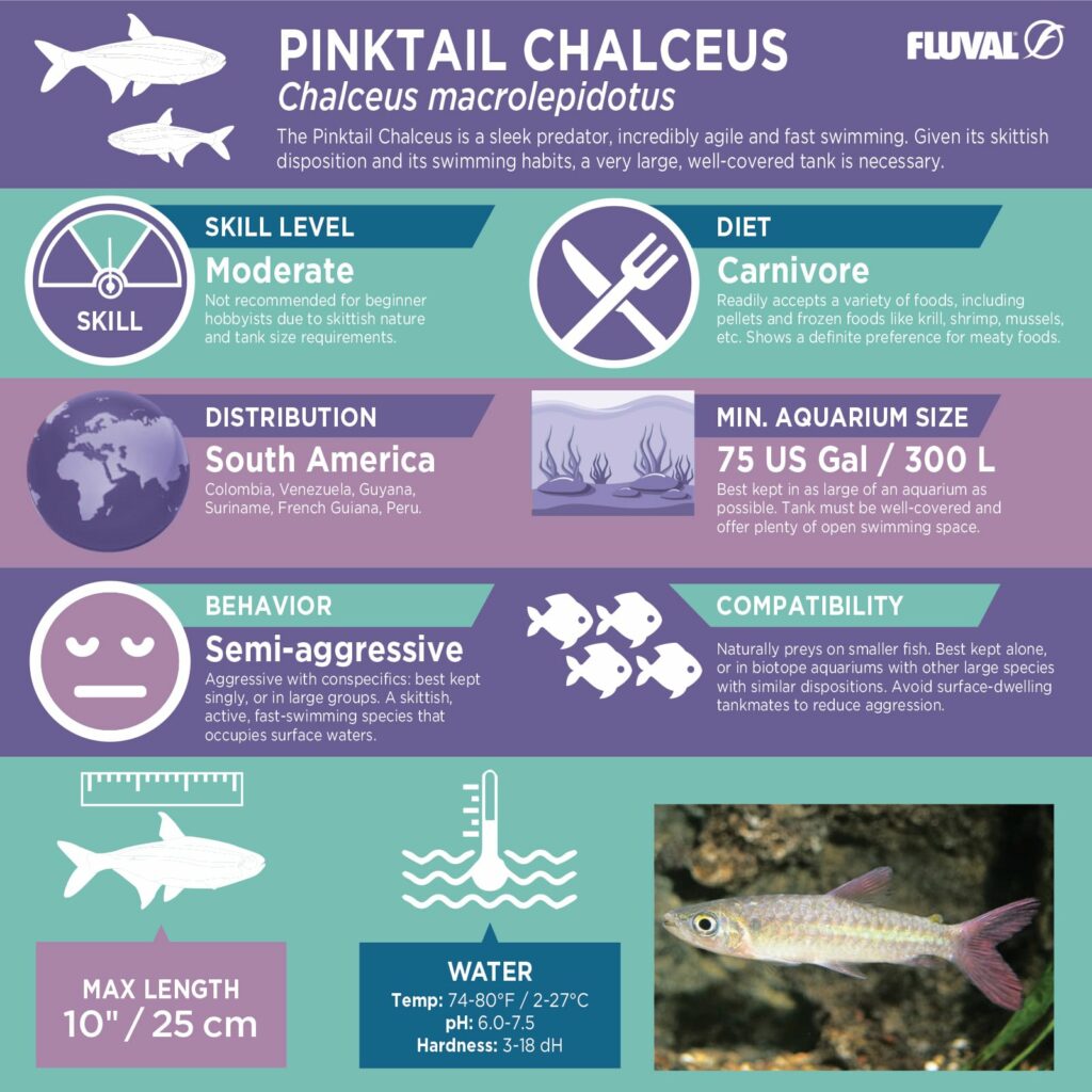 Pinktail Chalceus PDF 
