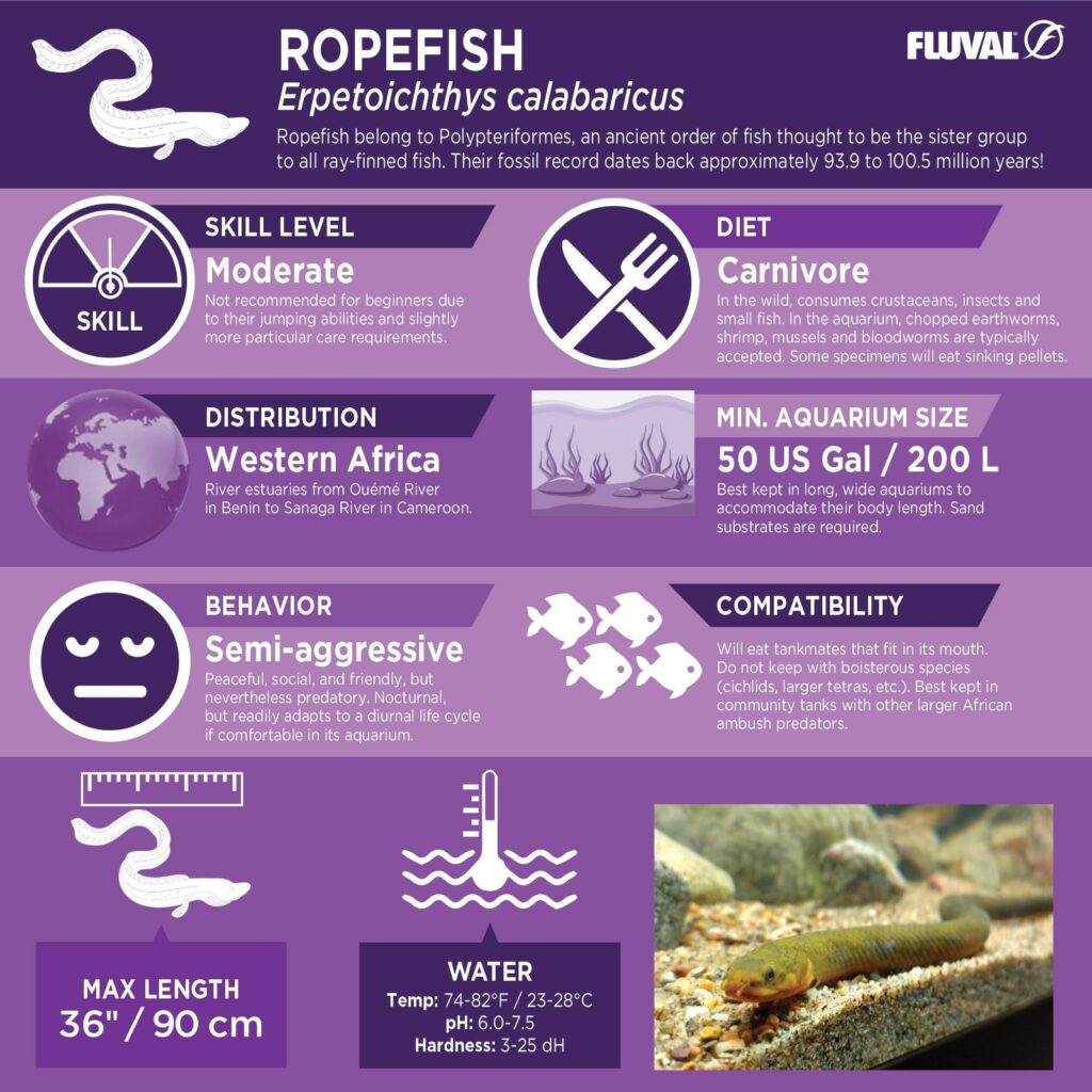 Ropefish PDF 