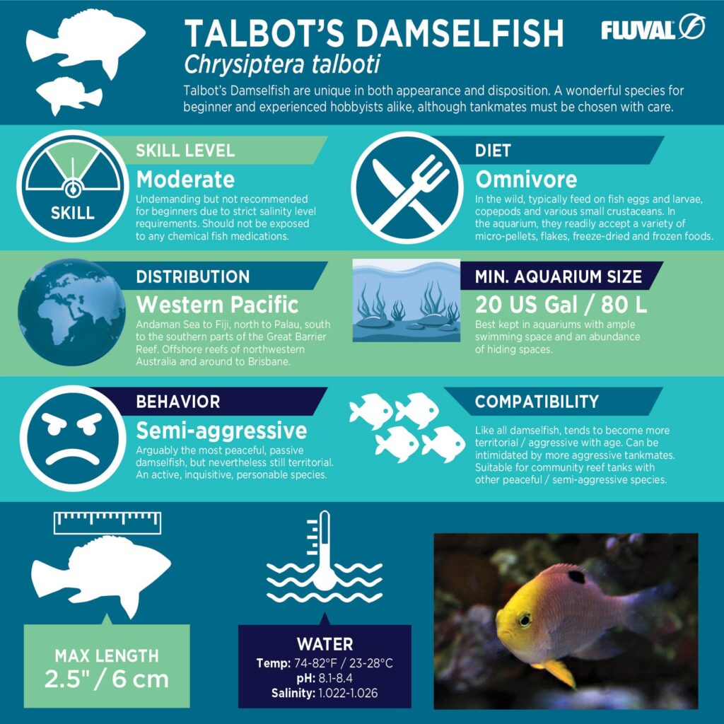 Talbot’s Damselfish PDF 