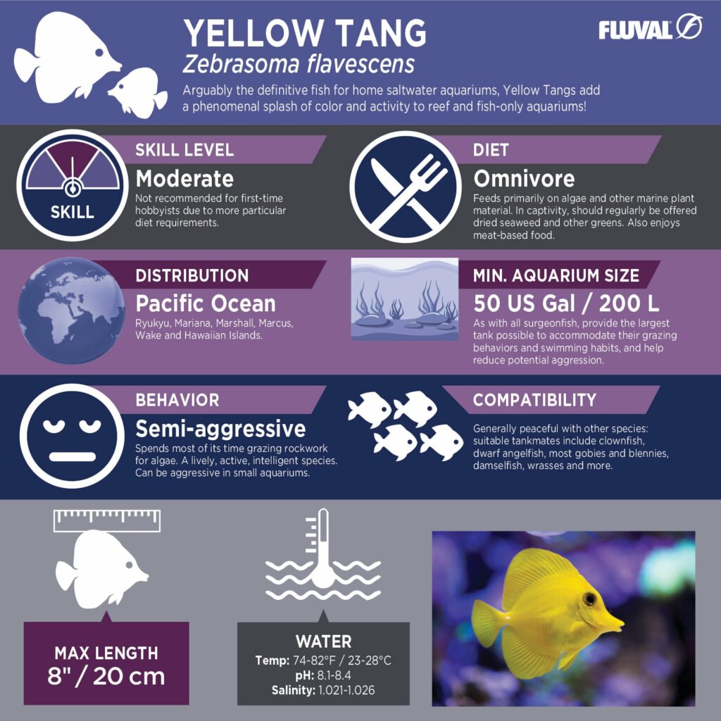 Yellow Tang PDF 
