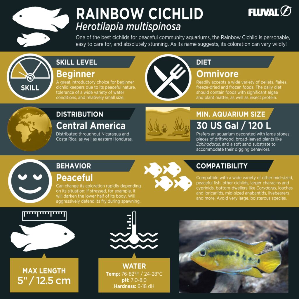 Rainbow Cichlid PDF 