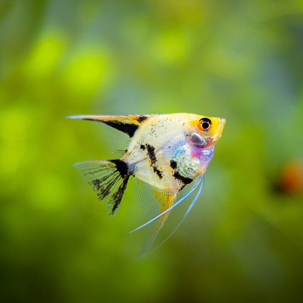 KEEPING FRESHWATER ANGELFISH - Fluval USA