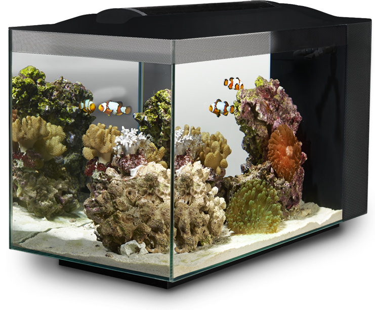 Fluval SEA Evo Saltwater Aquarium Kit 5Gal (19L) - LED 11000K - 3 Stage  Filter