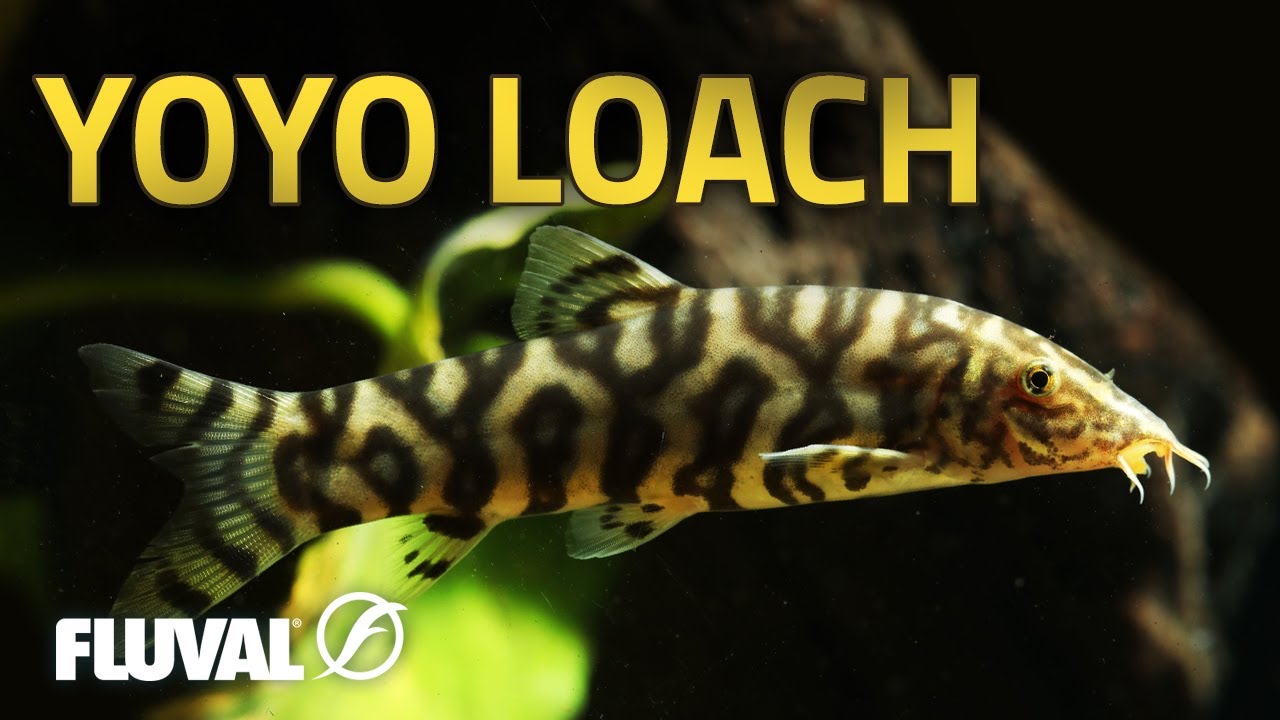 yoyo loach size
