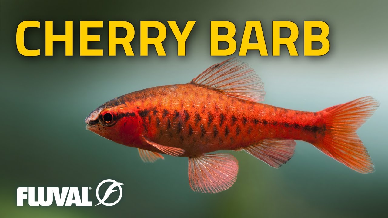 Species Spotlight | Cherry Barb