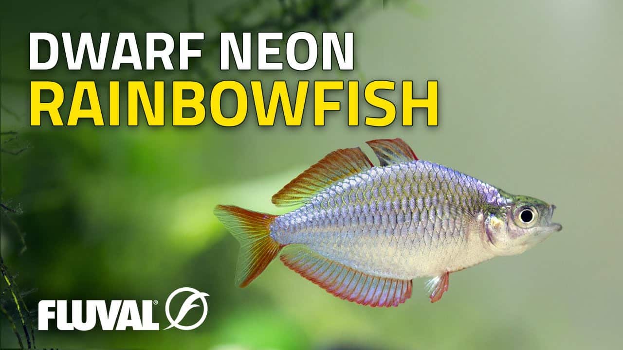 Species Spotlight | Dwarf Neon Rainbowfish