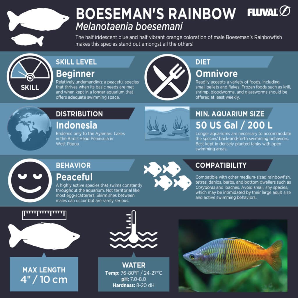 Boeseman’s Rainbowfish PDF 