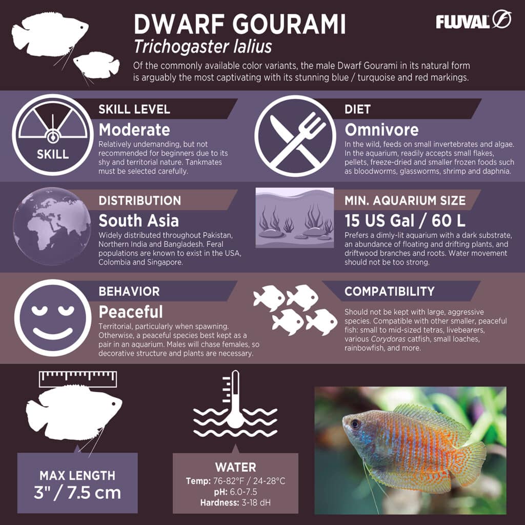 Dwarf Gourami PDF 