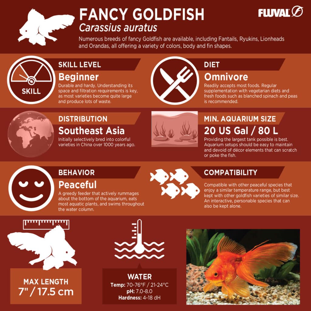 Goldfish PDF 