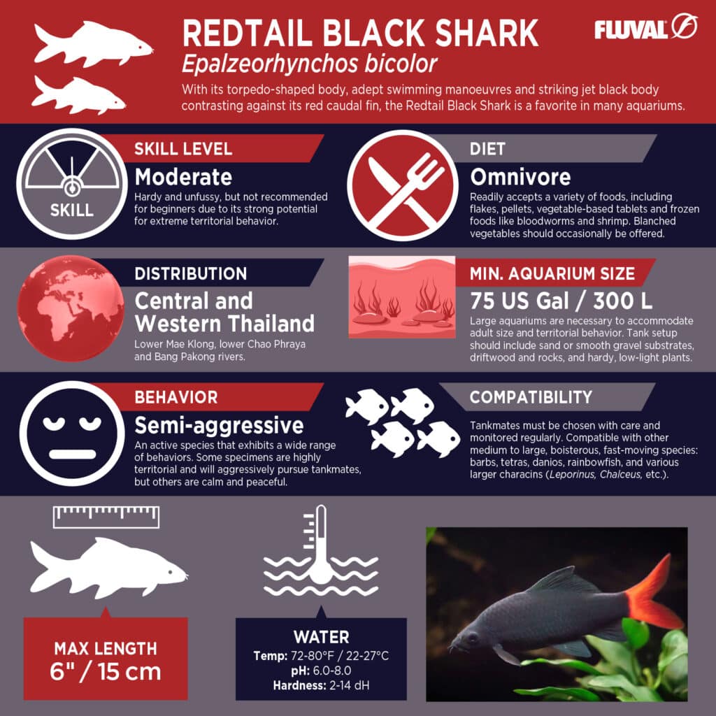 Redtail Black Shark PDF 