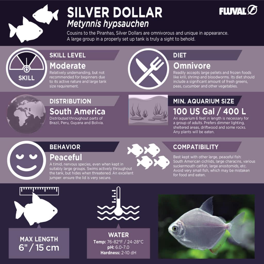 Silver Dollar PDF 
