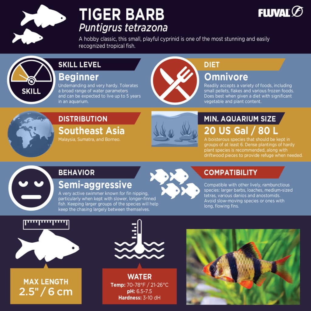 Tiger Barb PDF 