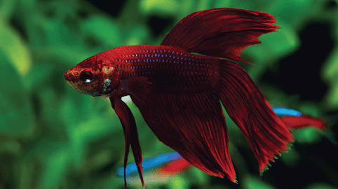 Color Injected Fish COLOR ENHANCING DIETS, DO THEY WORK? - Fluval USA